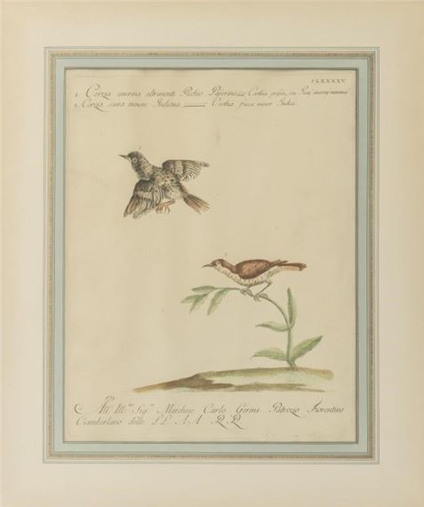Saverio Manetti | Severio Manetti Ornithological Engravings, 4 (18th ...