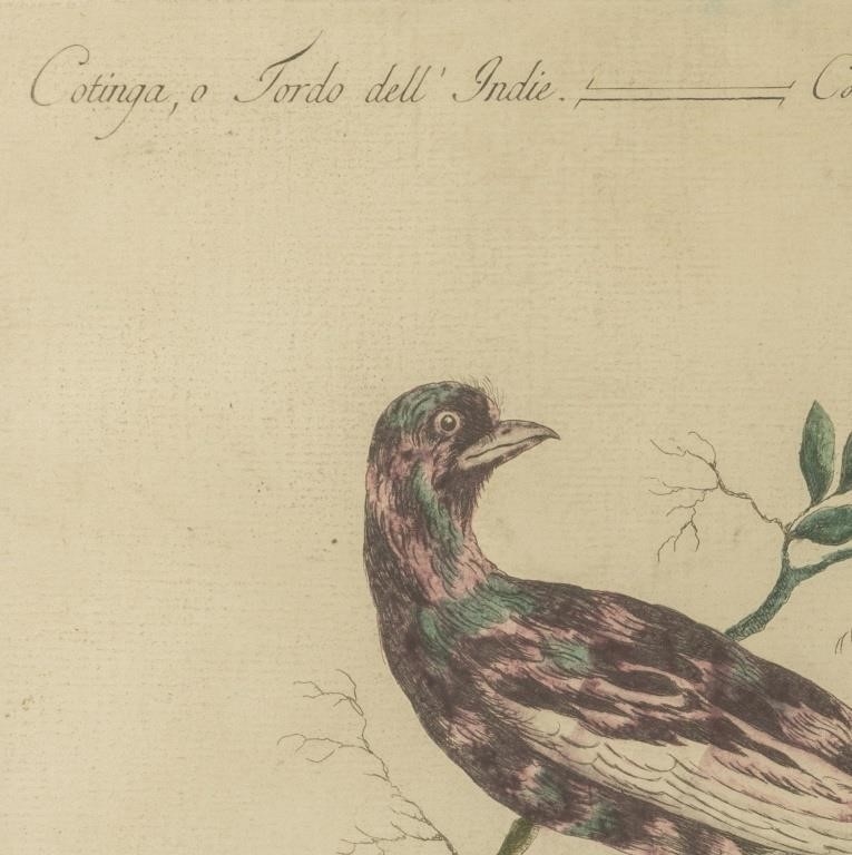 Saverio Manetti | Severio Manetti Ornithological Engravings, 4 (18th ...