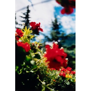 Artwork by Terri Weifenbach, L56, Made of Chromogenic print