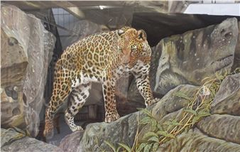 Leopard on rocky ledge - Don Mckay