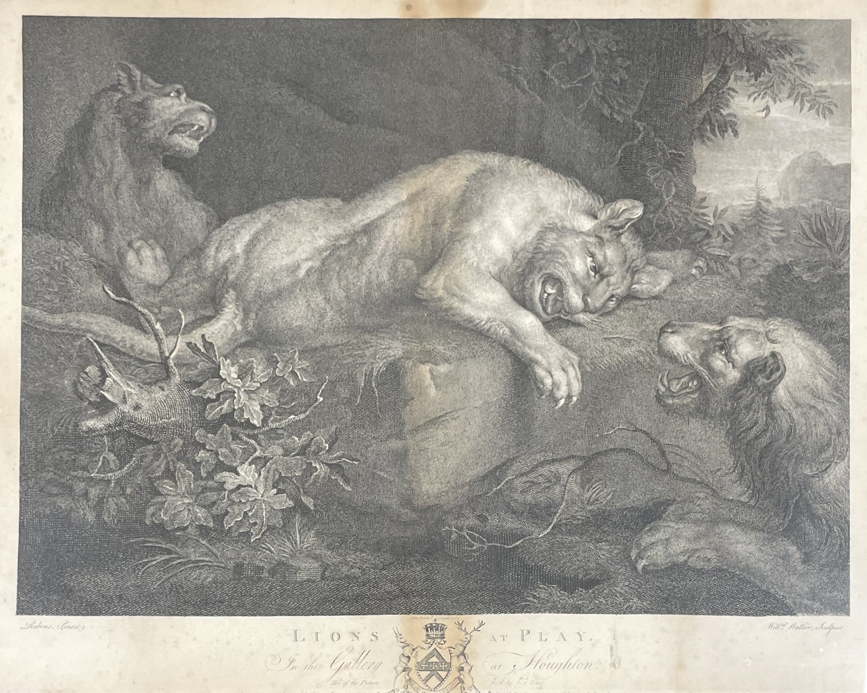 Artwork by Peter Paul Rubens, Lions at Play, Made of engraving