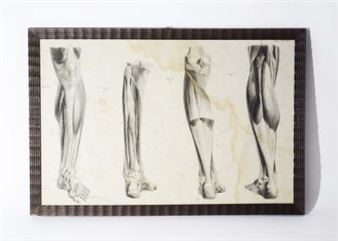 Mecco Leone – Tavola anatomica - Leone Mecco