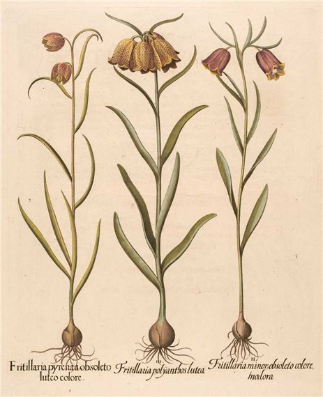 Fritillaria polyanthos lutea by Basilius Besler, 1613 - 1713