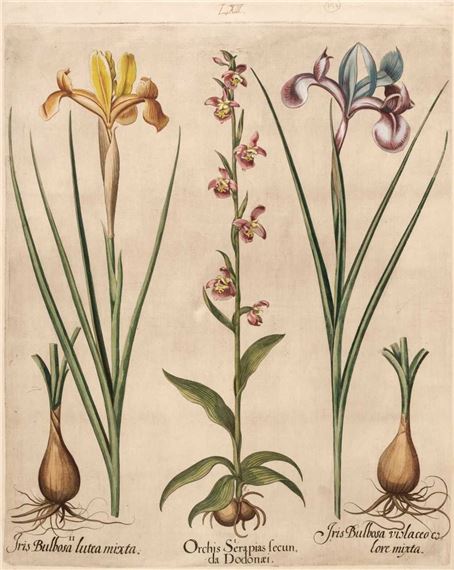 Orchis Serapias secunda Dodonaei by Basilius Besler, 1613 - 1713