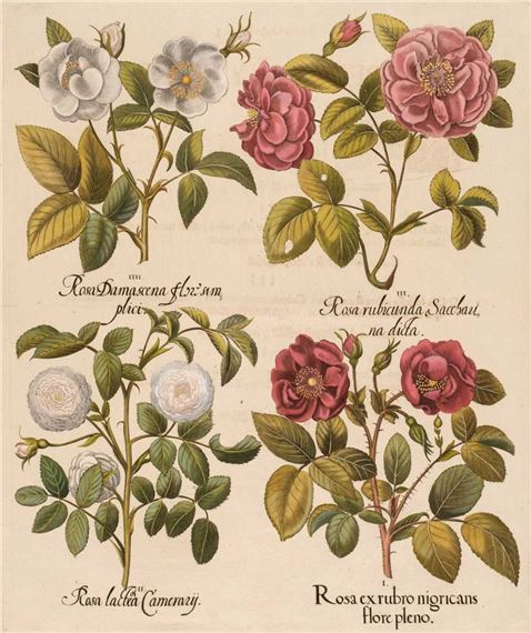 Rosa ex rubro nigricans flore plen by Basilius Besler, 1613 - 1713