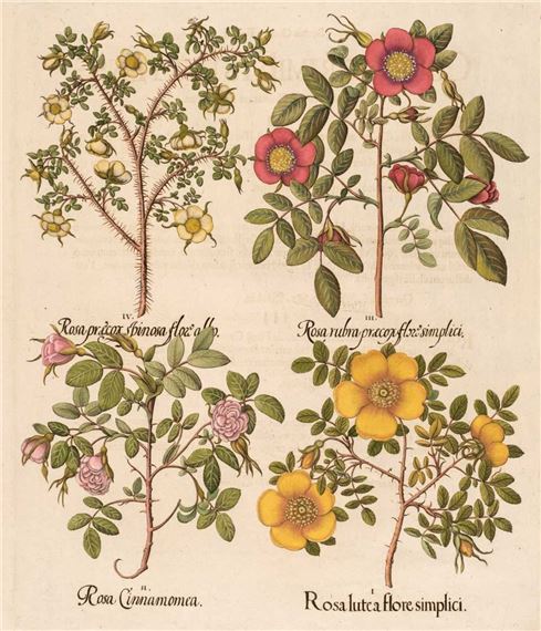 Rosa lute a flore simplici by Basilius Besler, 1613 - 1713