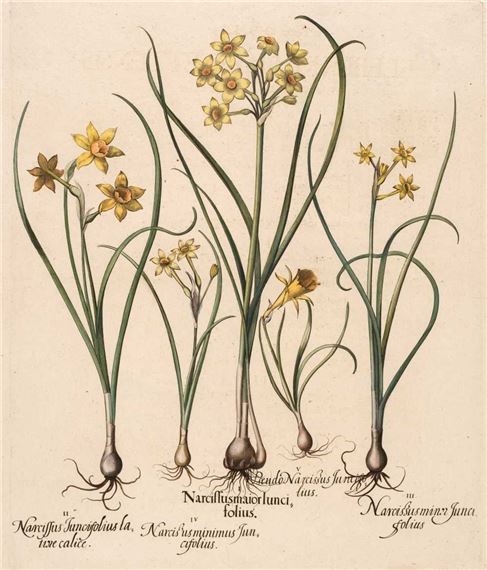 Narcissus major Iunci folius by Basilius Besler, 1613 - 1713