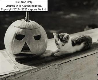 Elfriede Mejchar - Elfriede Mejchar