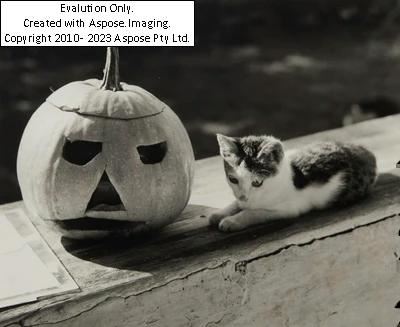 Elfriede Mejchar - Elfriede Mejchar