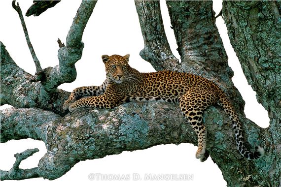 Shades of Sapphire – Leopard", Serengeti National Park, Tanzania, 2002, 34"x48" Artist Proof Collection: 26/250 by Thomas Mangelsen, 2002