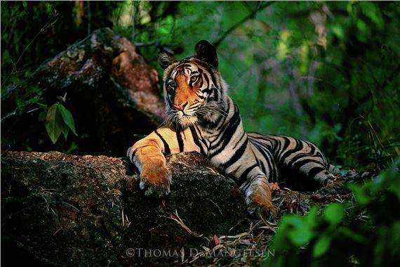 Light in the Forest", Bandhavgarh National Park, Madhya Pradesh, India, 1998, 34"x48" Artist Proof Collection: 88/150 by Thomas Mangelsen, 1998