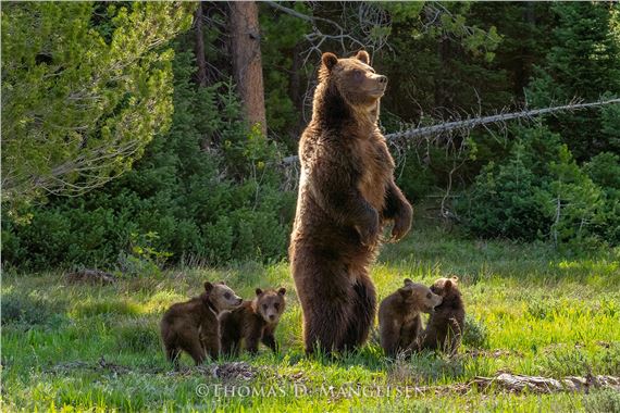 The Guardian - Grizzly 399", Grand Teton National Park, Wyoming, 2020, 34"x48" Artist Proof Collection: 32/139 by Thomas Mangelsen, 2020