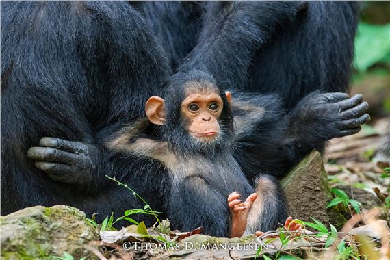 Laid Back – Chimpanzee", Gombe Stream National Park, Tanzania, 2018, 34"x48" Artist Proof Collection: 32/95 by Thomas Mangelsen, 2018