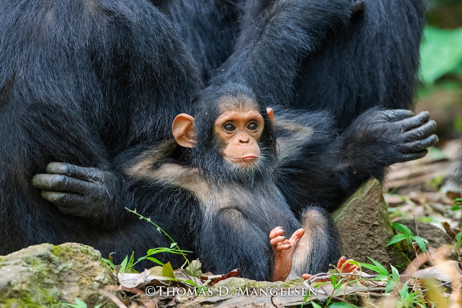 Artwork by Thomas Mangelsen, Laid Back – Chimpanzee", Gombe Stream National Park, Tanzania, 2018, 34"x48" Artist Proof Collection: 32/95, Made of paper