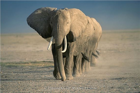 Amboseli Crossing", Amboseli National Park, Kenya, 34"x48" Artist Proof Collection: 32/95 by Thomas Mangelsen