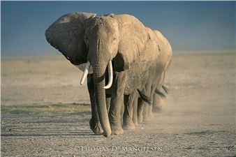 Amboseli Crossing", Amboseli National Park, Kenya, 34"x48" Artist Proof Collection: 32/95 - Thomas Mangelsen