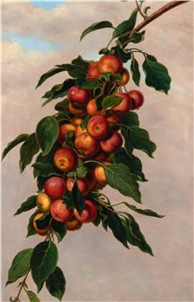 Branch of Transcendent Crab Apples - George J. Roberston