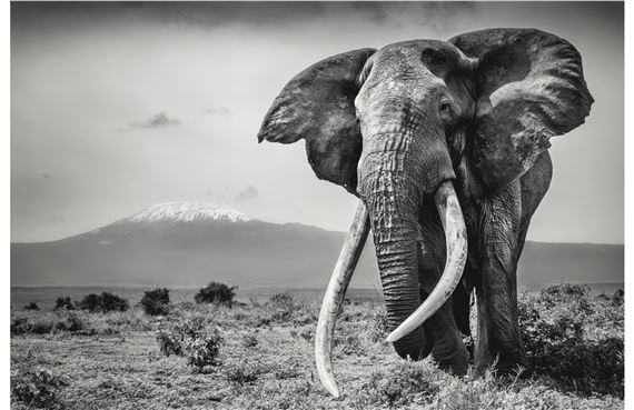 The Snows of Kilimanjaro IV, Amboseli, Kenya by Michel Ghatan, 2021