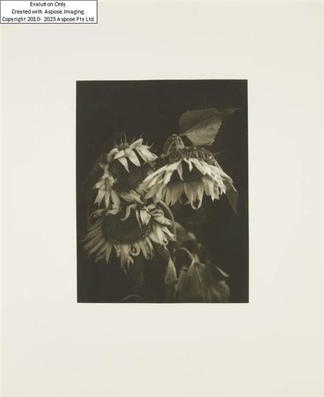 Sunflower by David McDermott, Peter Thomas McGough, 1994