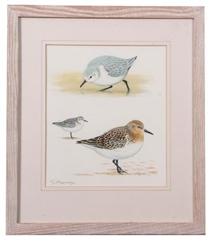 &quot;Sanderling&quot; - Stephen Message