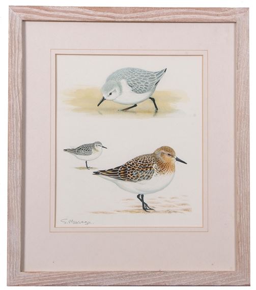 "Sanderling" - Stephen Message