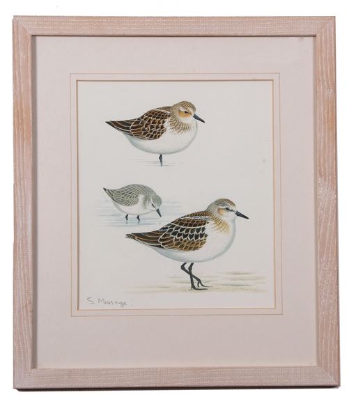 "Little Stint" - Stephen Message