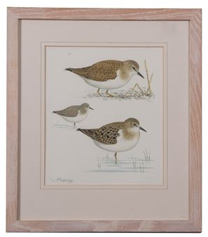 "Temminck's Stint" - Stephen Message
