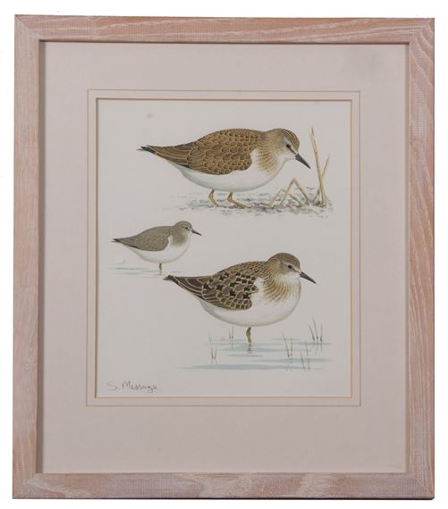 "Temminck's Stint" - Stephen Message
