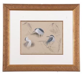 'Night Heron Studies' watercolour and pencil on paper - Federico Gemma