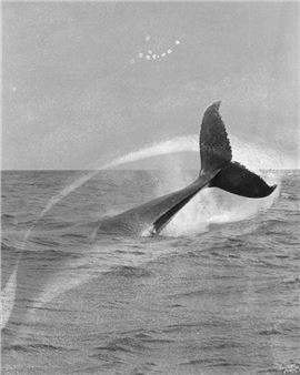 Sammy Hawker: Worlds Around Us - Tweed Regional Gallery & Margaret Olley Art Centre