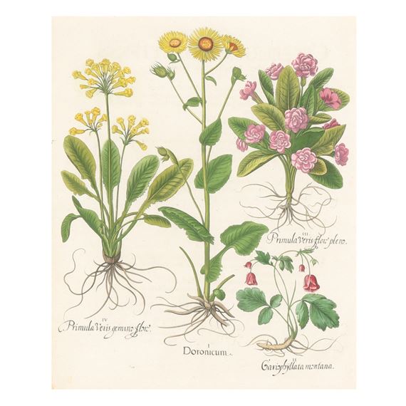 Cowslip / Doronicum / Garden Primrose by Basilius Besler, 1613