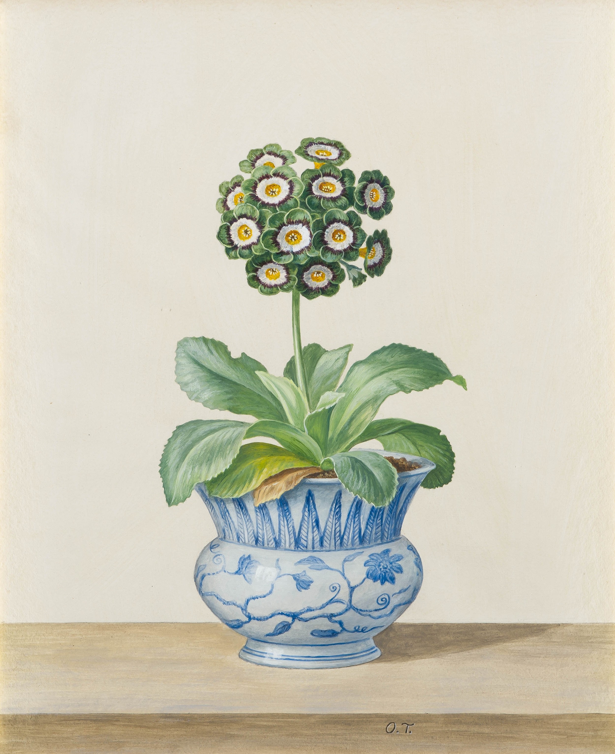 Artwork by Owen Turville, Owen Turville (*** 1947-***) STUDY OF A GREEN AURICULA IN A BLUE AND WHITE CHINESE POT, Made of watercolour on paper