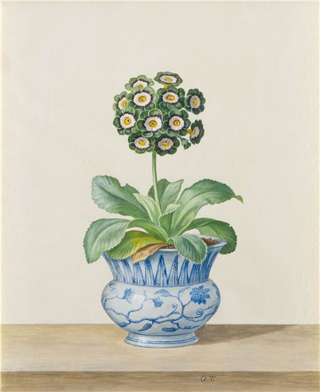 Owen Turville (*** 1947-***) STUDY OF A GREEN AURICULA IN A BLUE AND WHITE CHINESE POT by Owen Turville
