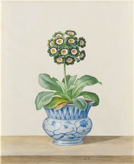 Owen Turville (*** 1947-***) STUDY OF A GREEN AURICULA IN A BLUE AND WHITE CHINESE POT - Owen Turville