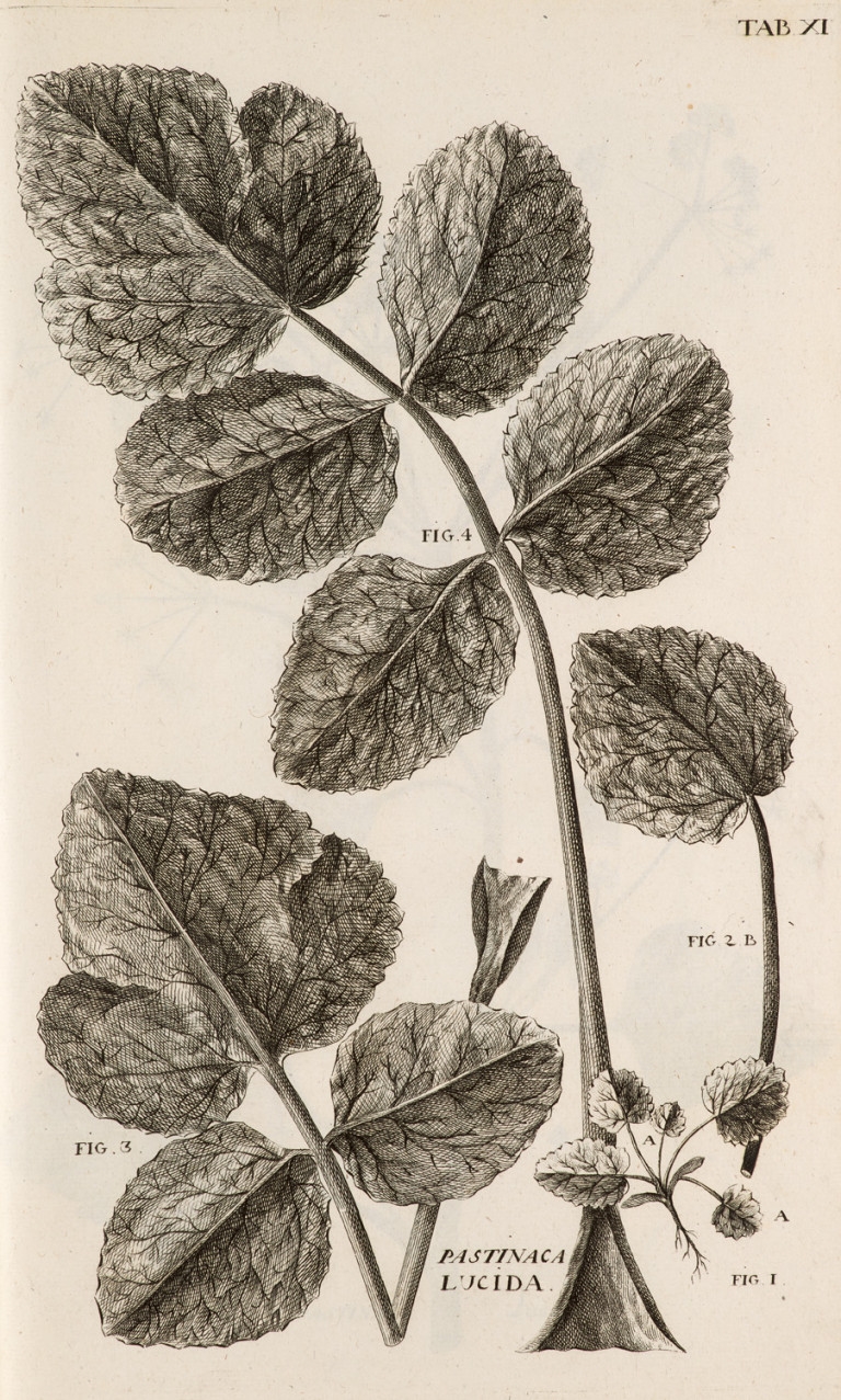 Artwork by Antoine Gouan, Illustrationes et observationes Botanicae, ad specierum historiam facientes