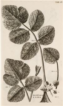 Illustrationes et observationes Botanicae, ad specierum historiam facientes - Antoine Gouan