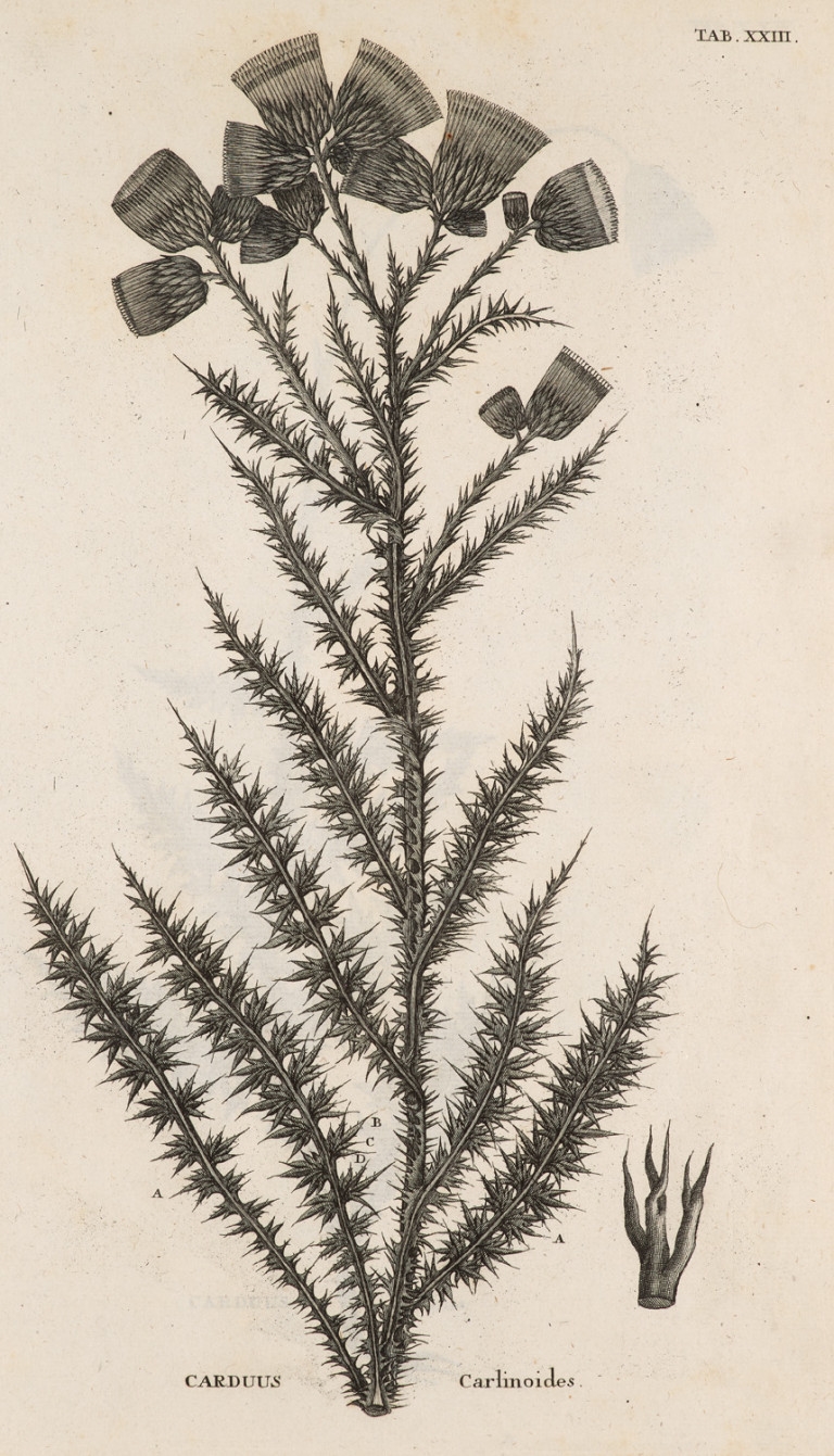 Artwork by Antoine Gouan, Illustrationes et observationes Botanicae, ad specierum historiam facientes