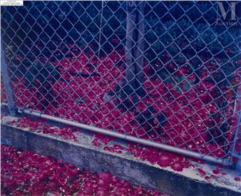Bougainvillea, 2004 - Stephen Waddell