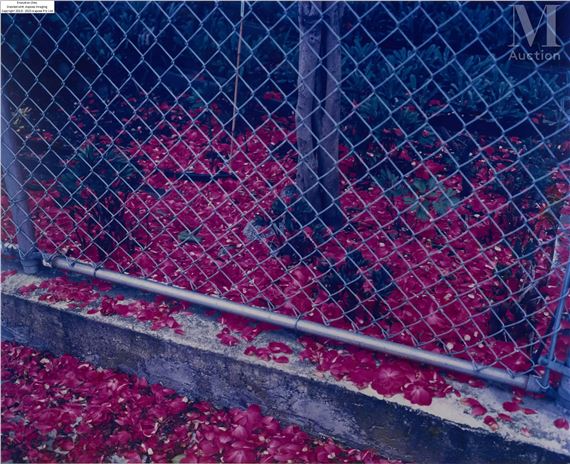 Bougainvillea, 2004 - Stephen Waddell