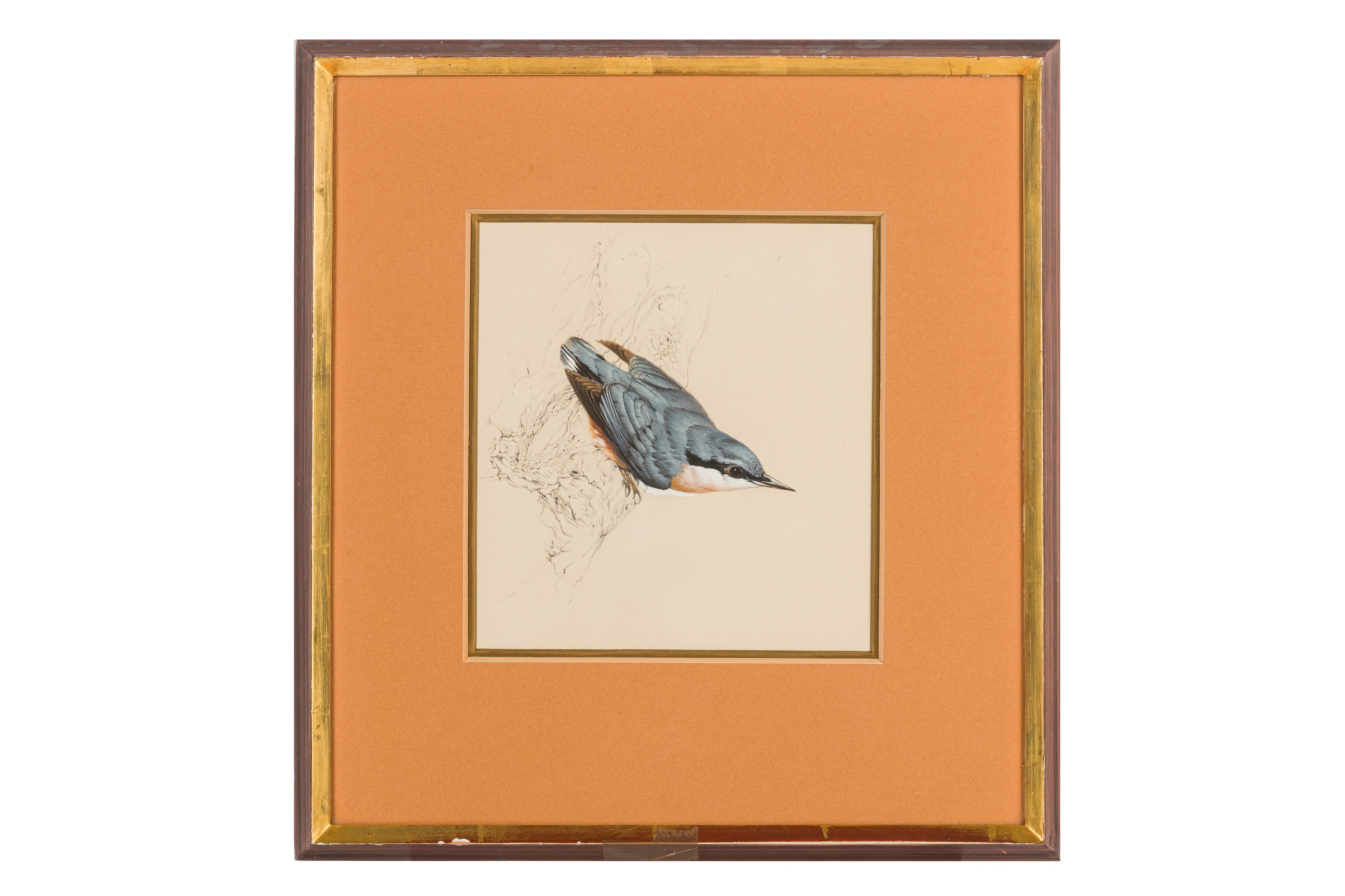Raymond Harris Ching | Nuthatch on buff artist's illustration board ...