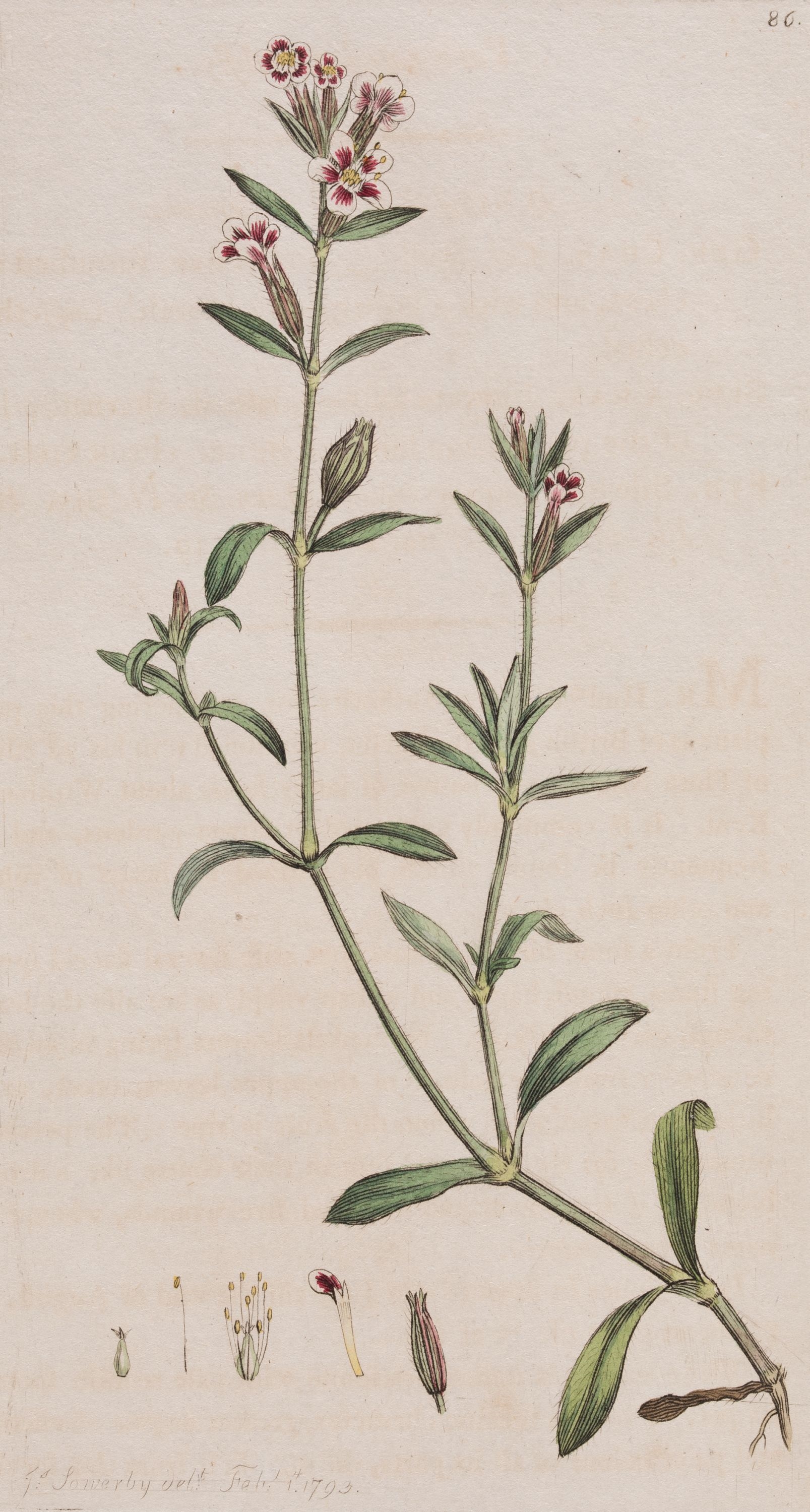 James Sowerby | JAMES SOWERBY (1757) | MutualArt