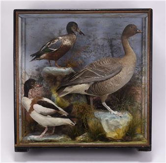 Taxidermy: A cased diorama of British water birds by James Hutchings, Aberystwyth - James Hutchings