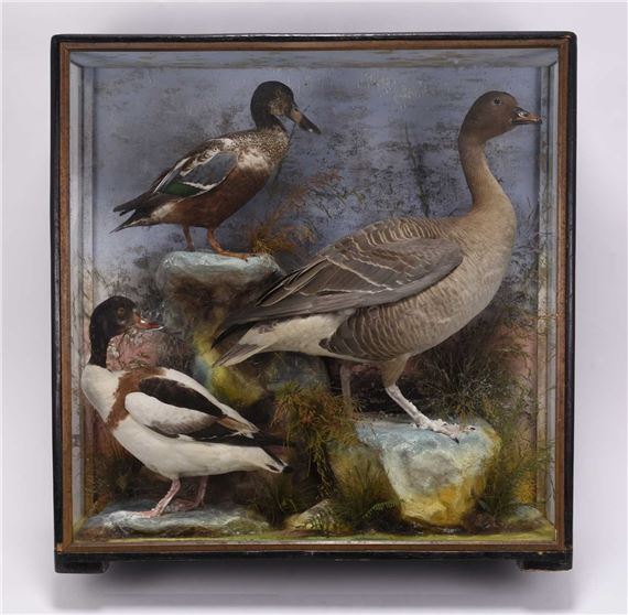Taxidermy: A cased diorama of British water birds by James Hutchings, Aberystwyth - James Hutchings