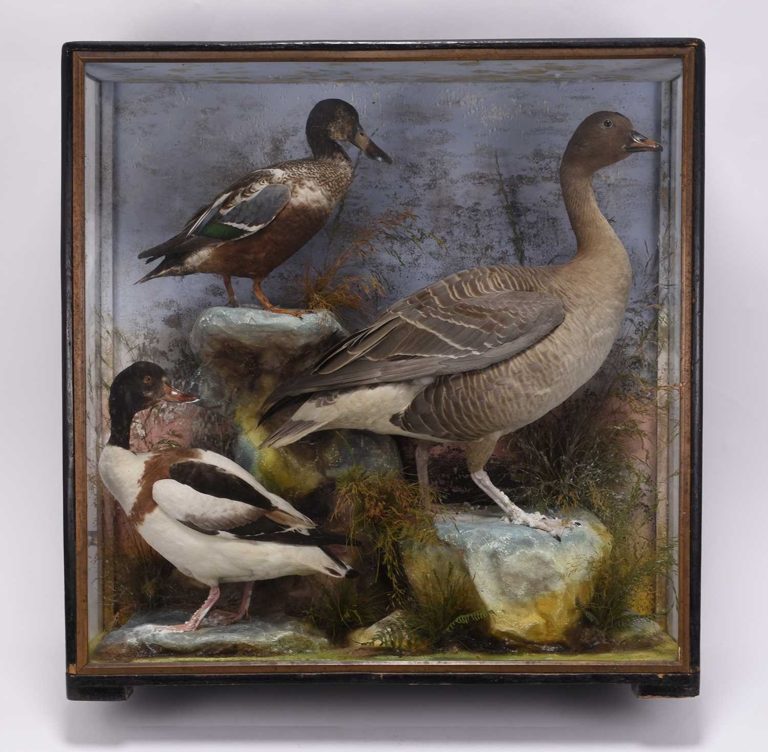 Artwork by James Hutchings, Taxidermy: A cased diorama of British water birds by James Hutchings, Aberystwyth, Made of taxidermy