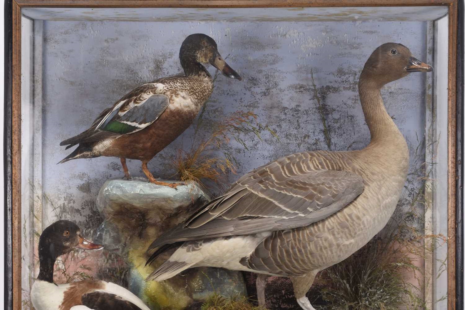 Artwork by James Hutchings, Taxidermy: A cased diorama of British water birds by James Hutchings, Aberystwyth, Made of taxidermy