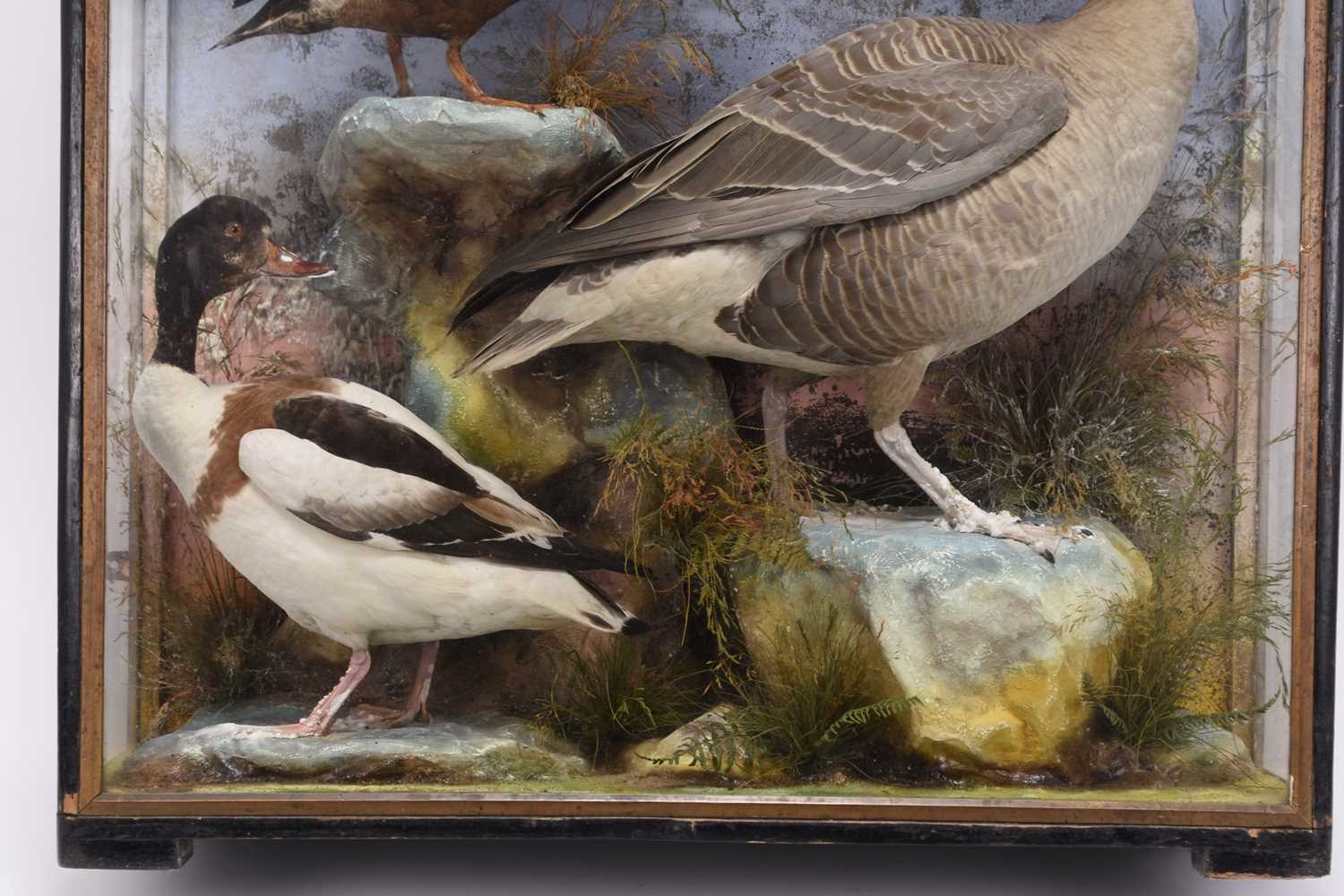Artwork by James Hutchings, Taxidermy: A cased diorama of British water birds by James Hutchings, Aberystwyth, Made of taxidermy
