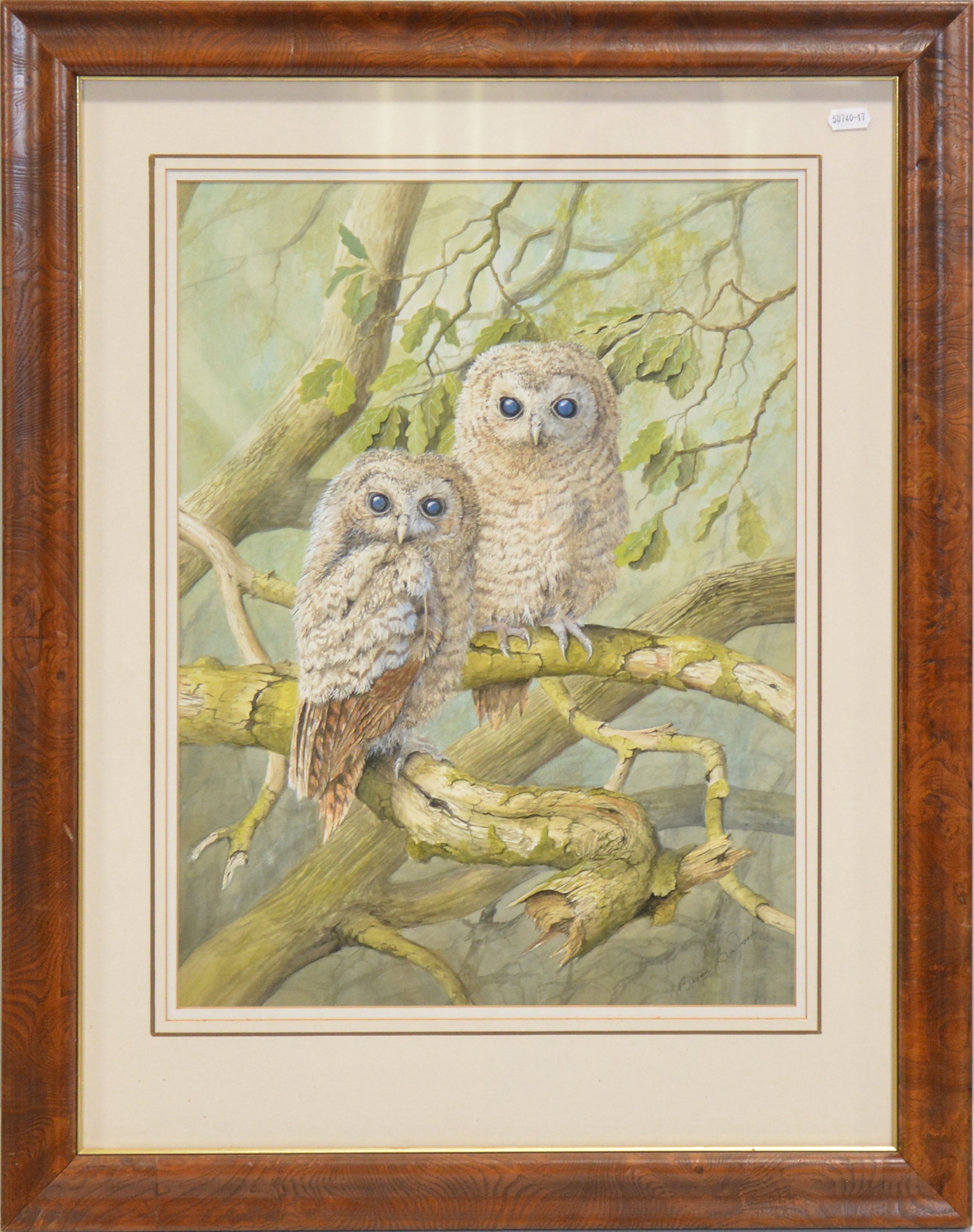 Artwork by Brian Basford, Two Tawny Juveniles, Made of watercolour