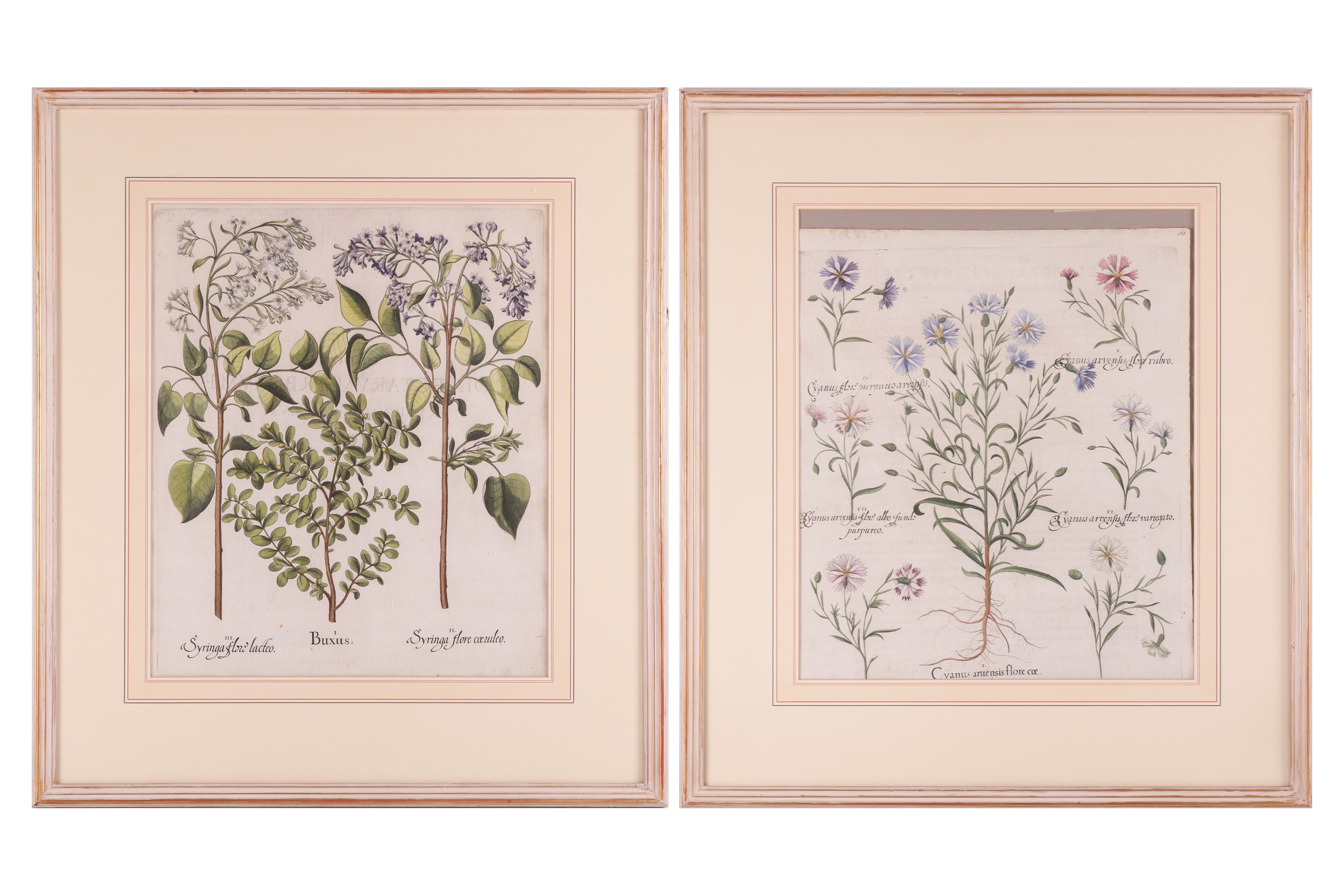 Artwork by Basilius Besler, Two hand-coloured engravings from Hortus Eystettensis, Made of hand-coloured engravings
