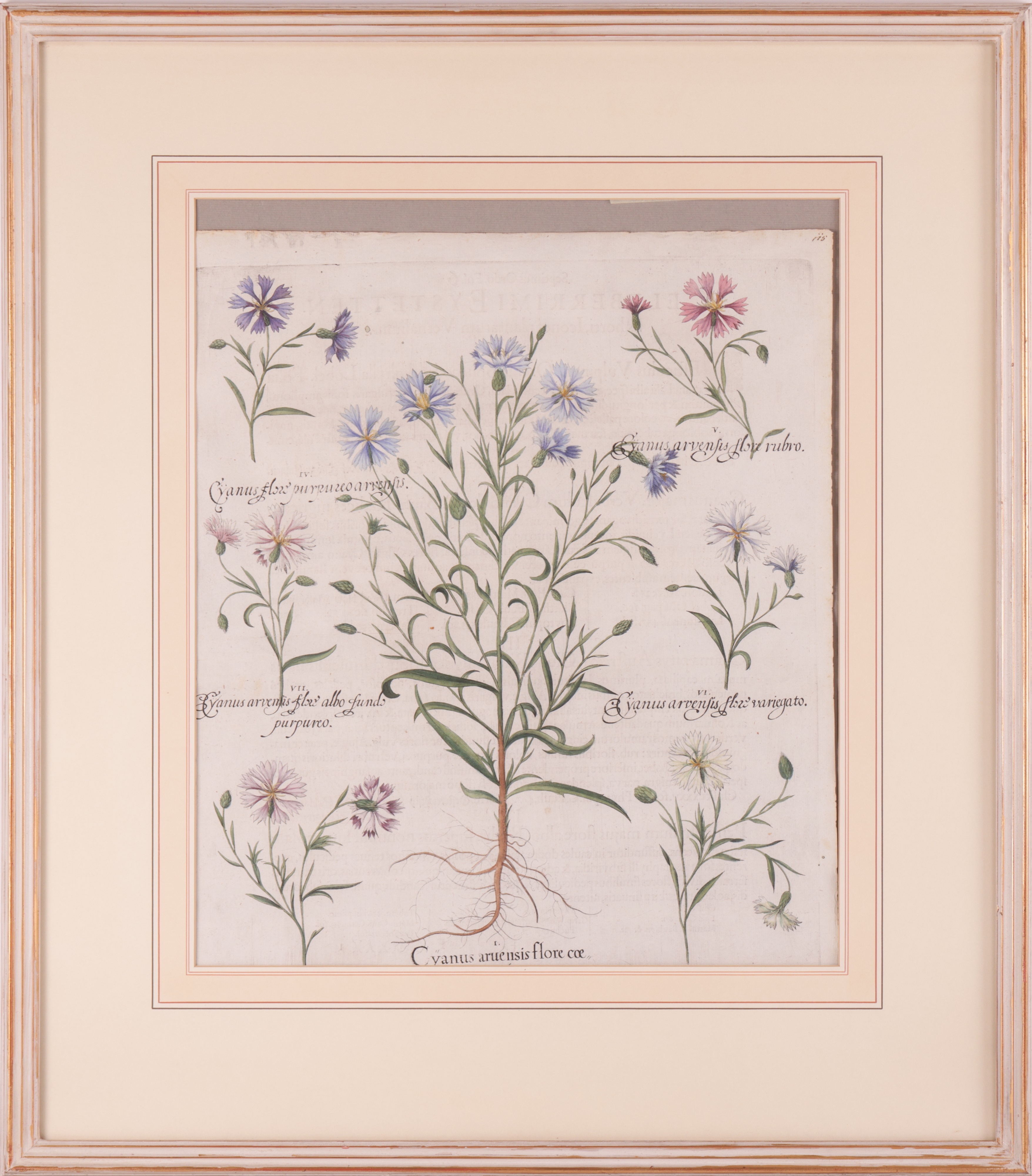 Artwork by Basilius Besler, Two hand-coloured engravings from Hortus Eystettensis, Made of hand-coloured engravings