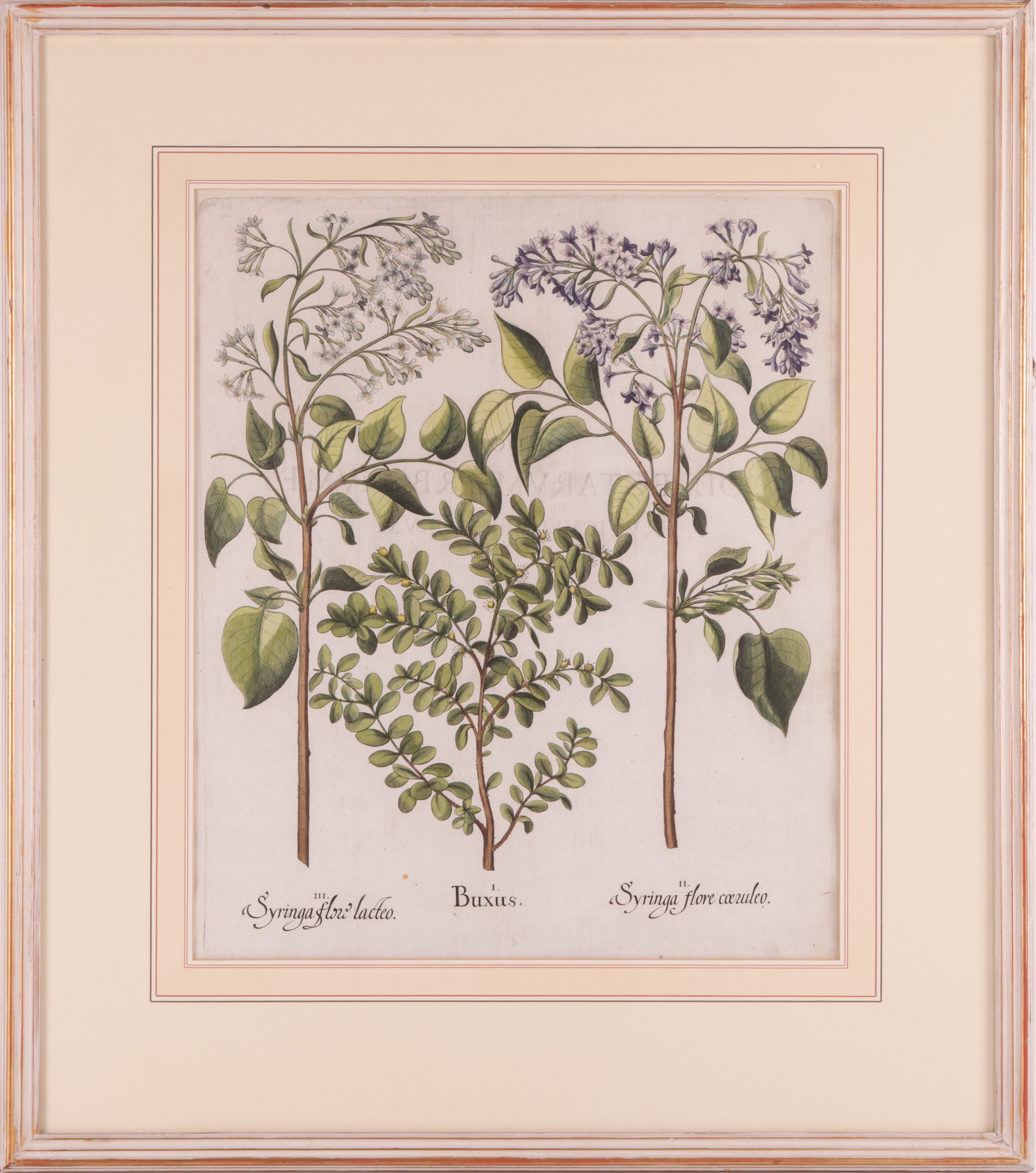 Artwork by Basilius Besler, Two hand-coloured engravings from Hortus Eystettensis, Made of hand-coloured engravings